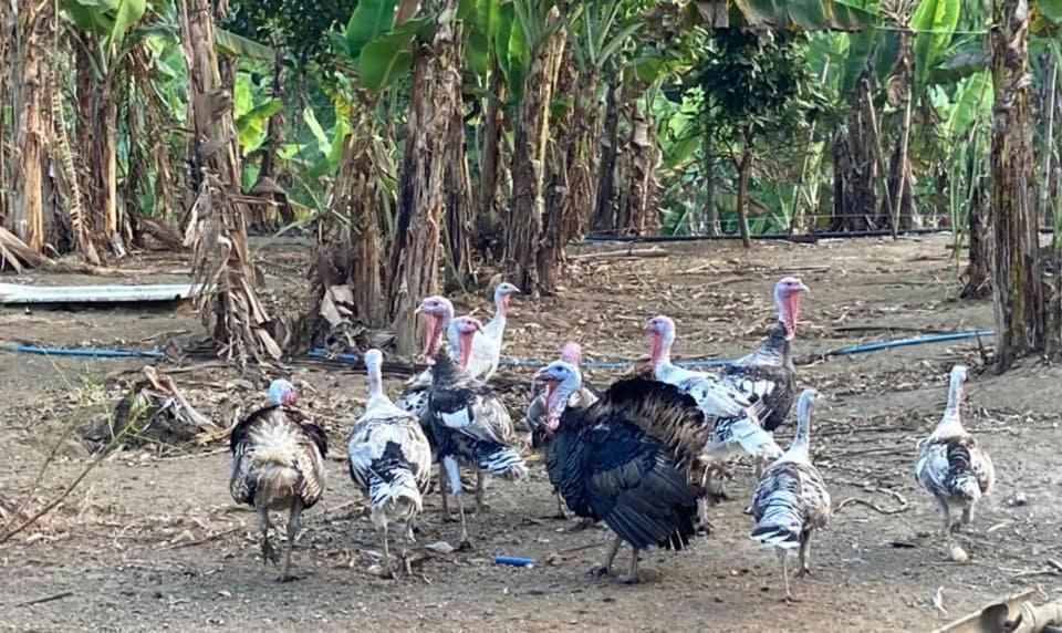 Ataalaya Farmhouse Batangas Esterno foto