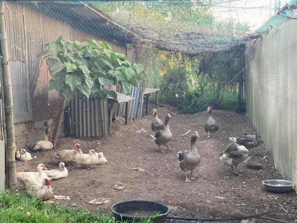 Ataalaya Farmhouse Batangas Esterno foto